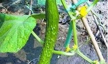 朝阳吃瓜网,揭秘娱乐圈最新热点，带你领略明星幕后故事